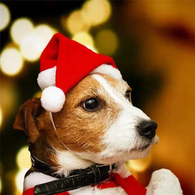 Kleiner Hund mit rotem Weihnachtsmütze für Haustiere Santa-Hut im festlichen Look