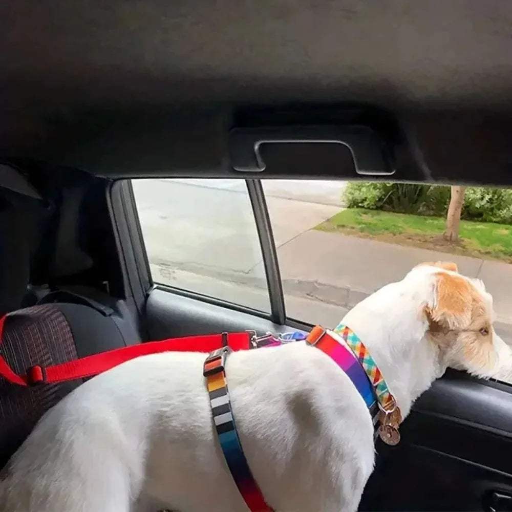 Sicherheitsgurt für Hunde