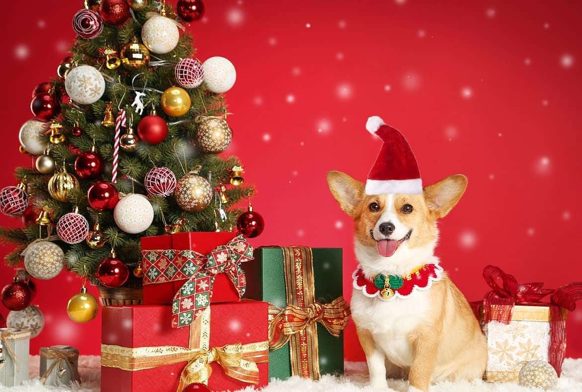 Weihnachtsmütze für Hund und Katze in rot-weiß mit Plüsch und Leuchtelement, festlich und bequem