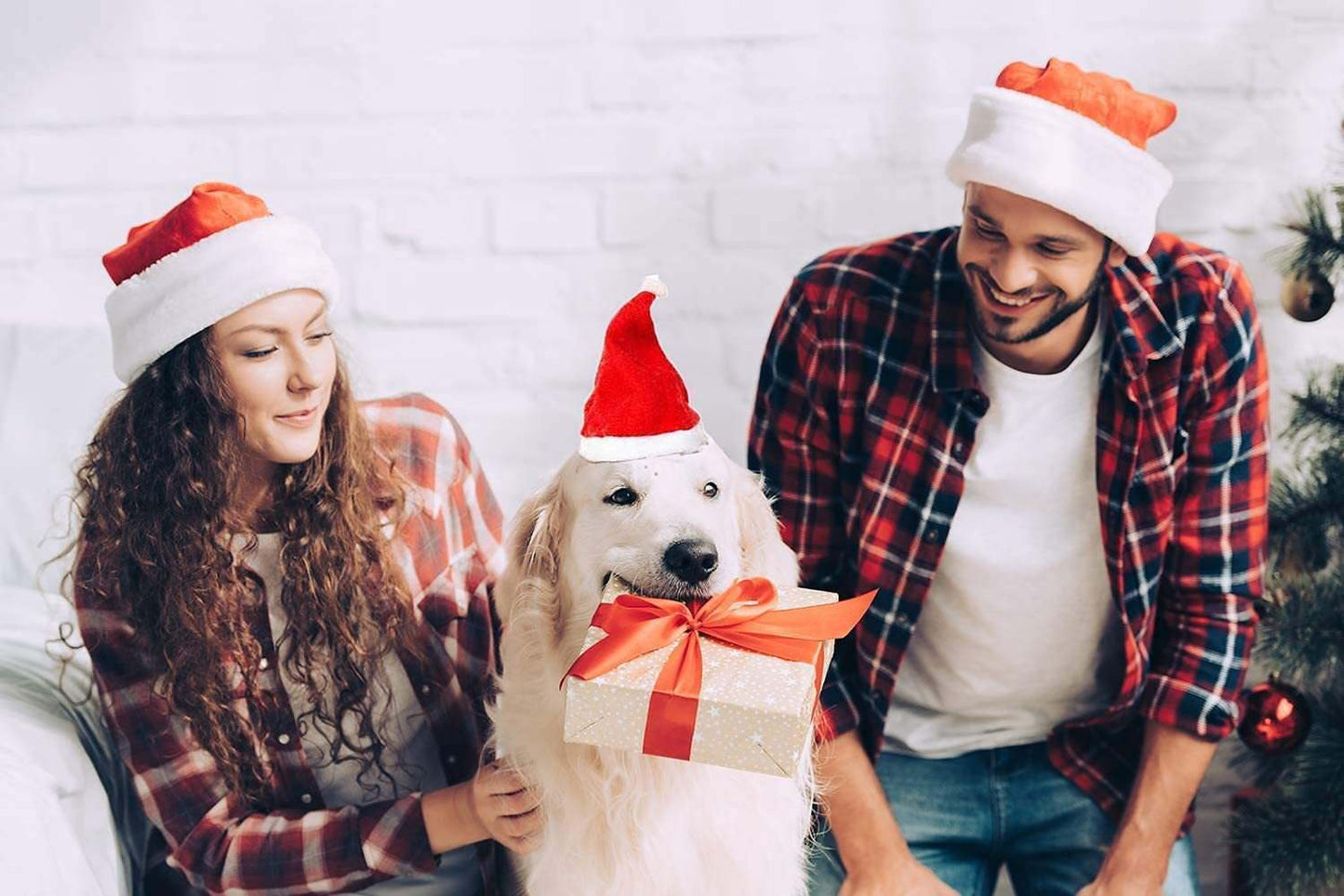 Weihnachtsmütze für Hund mit rotem Santa-Hut und Geschenkband im Maul, festliche Stimmung mit Menschen