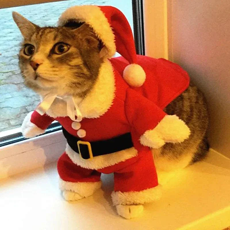 Katze im roten Weihnachts-Santa-Kostüm mit weißem Fellbesatz am Fenster sitzend Christmas Pet Cat Costume