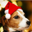 Kleiner Hund mit rotem Weihnachts-Santa-Hut für Haustiere, festliches Weihnachtsaccessoire