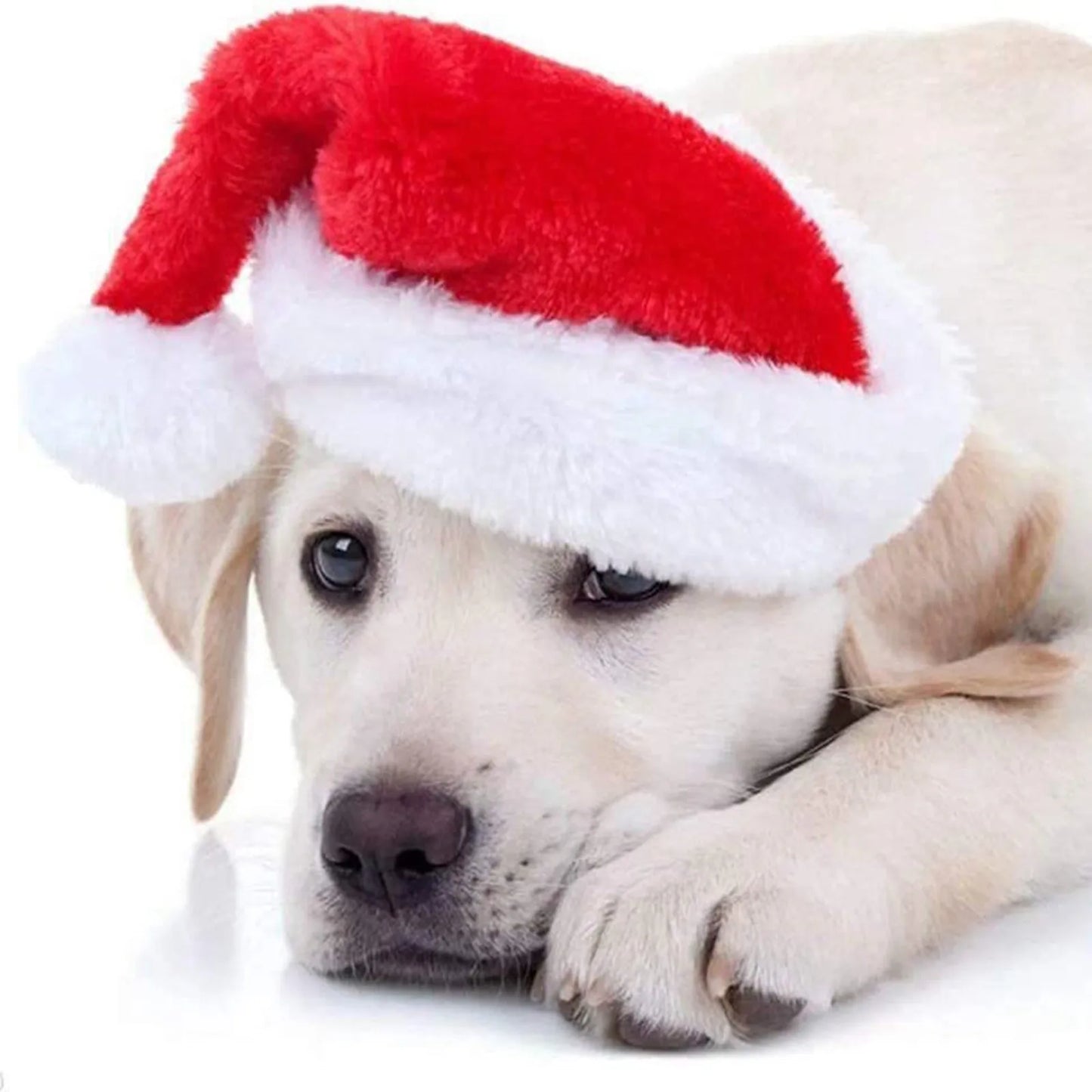 Cute dog wearing soft red and white Christmas pet hat Santa Claus style