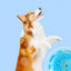 Haustierspielzeug für Hunde