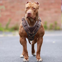 Leder-Geschirr. Premium für große Hunde