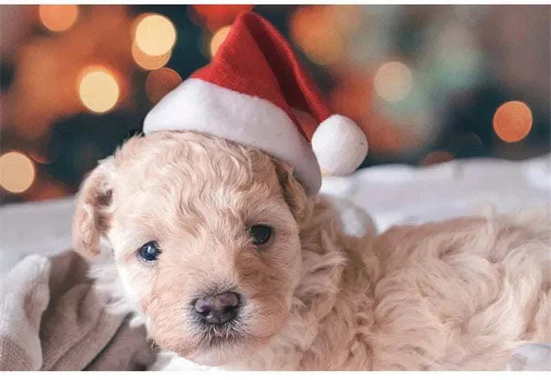 Weihnachtlicher Santa-Hut aus rotem Flanell für kleine Hunde und Katzen, leicht und kuschelig, ideal für festliche Fotos.