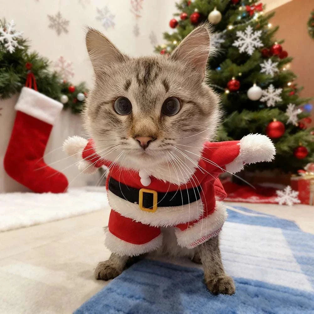 Small cat wearing red fleece Christmas pet cat costume with Santa Claus design indoors near decorated Christmas tree and stocking