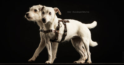 STURMFREI® Saver – Patentierte Front-Führung & Extra-Sicherung - für sehr kleine Hunde