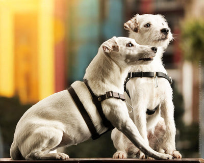 STURMFREI® Saver – Patentierte Front-Führung & Extra-Sicherung - für sehr kleine Hunde